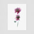 Pink Scabiosa Postcard